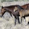 Carson Valley mustangs